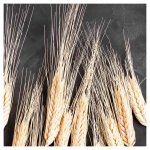 Wheat On Powder Black Square Coaster Set Of 4