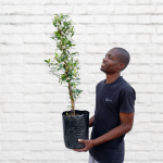 Star Jasmine - Cape Town Only - 10L Bag - Cape Town Only