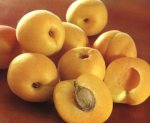Armenia Apricot Concentrate - 10ML