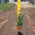 Hypoestes Aristata Purple 17CM Ribbon Bush