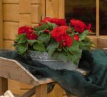 Begonia Nonstop Red Seed Seed - 10 Pelleted Seed