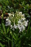 Click & Plant Online Nursery