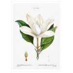 Magnolia White 2 Art Print