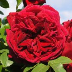 Count Dracula Climbing Rose 5LT
