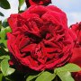 Count Dracula Climbing Rose 5LT