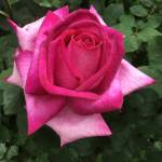Garden Queen Rose 5LT