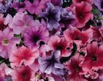 Petunia Daddy Mix Seed - 50 Pelleted Seed