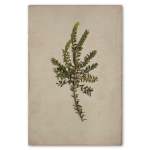 Fynbos 8 Art Print - A0 No Frame Print Only