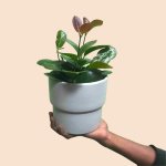 Hoya Australis - Small - In 16CM Flo Coconut White Planter