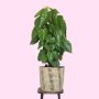 Heart Leaf Philodendron - Moss Pole - Extra Large - In Shishi Basket