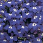 Lobelia Riviera Blue Eyes Seed - 1000 Pelleted Seed
