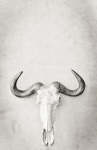 Wildebeest Elegance Art Print - Premium Stretched Canvas A1