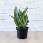 Mother In Law's Tongue - Moonshine - 17CM Nursery Pot