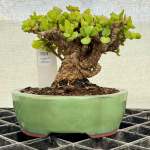 Portulacaria Afra "spekboom" - PS04 160MM L X 140MM D X 160MM H