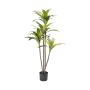 - Sparrow Plant In Pot 120CM H