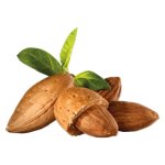 Almond Sweet Natural Carrier Oil - 1000 Ml
