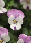 Viola Sorbet Pink Wing Xp Seed - 500 Raw Seed