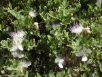 Caper Bush - Pack 50 G Raw