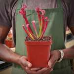 Trumpet Pitcher Sarracenia 'yakini' - Dormant Plant. 7.5CM Plastic Container.