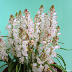 Lachenalia Contaminata 5 Bulbs. Rare And Indigenous.