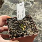 Venus Fly Trap 'bas 7' Special Import. - Dormant Plant. 7.5CM Plastic Container.