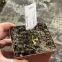 Venus Fly Trap 'bas 7' Special Import. - Dormant Plant. 7.5CM Plastic Container.