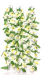 Hawaiian Garland Wht grn