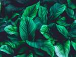 Plantopia - Peel And Stick Mural