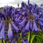 Click & Plant Online Nursery