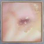 Blush Dreams Hydrangea 3 Art Print - 60 X 60CM Framed Canvas With Natural Wood Frame