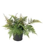 Fern Autumn Dryopteris Erythrosora Seedlings - 3 Plug Plants