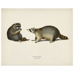 Racoon Print