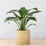 Peace Lily - Sensation - Extra Large - 35CM Pot In 40CM Sinan Palm Leaf Basket
