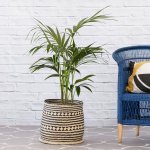 Kentia Palm - In Zuzu Palm Leaf Basket