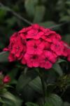 Dianthus Amazon Neon Cherry - 10 Pelleted Seed