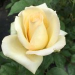 Elegant Beauty Hybrid Tea Rose 5LT