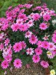 Argyranthemum 14CM Pot