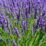 Lavandula Intermedia – “dutch” 15CM Pot