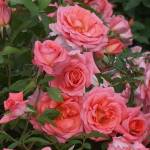 Rose Ashley Calley 5LT