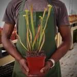 Trumpet Pitcher Sarracenia 'nandipha' - Dormant Plant. 7.5CM Plastic Container.