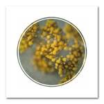 Foraged Texture Rounds 4 Art Print - 100 X 100CM No Frame Print Only