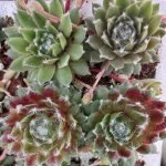 Sempervivum Purple Fluff 128 Plug Tray