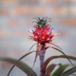 Pineapple Plant - Red Pineapple In 14CM Nursery Pot