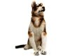 Hank The Husky