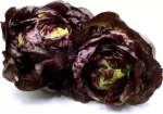 Lettuce Butter Red 6 Pack