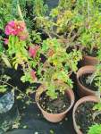 Bougainvillea - 25 Cm Pot Pink
