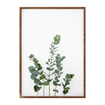 Eucalyptus III Art Print - A3