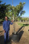 Ficus Rubiginosa 100LT Rusty Fig