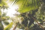 Vintage Palm Leaves Art Print - Matte Fine Art Print No Frame A4