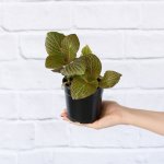 Nerve Plant - Red - 12CM Nursery Pot